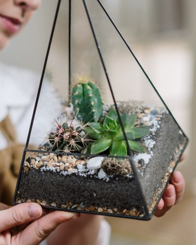 DIY Set Terrarium Cacti and Succulents