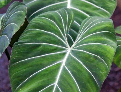 Philodendron Plant Care Guide