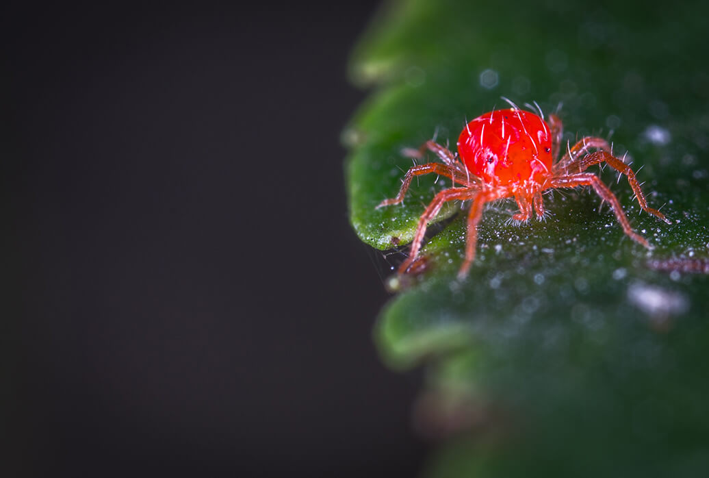 Spider Mite Pest