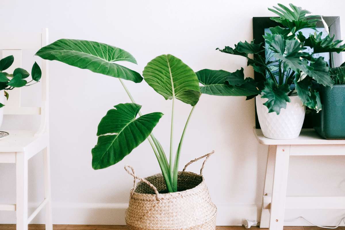 Houseplant Care Essential Tips