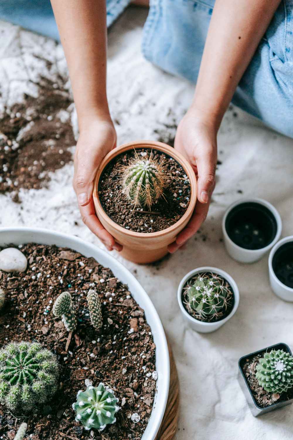 what is the best potting soil for cacti and succulents
