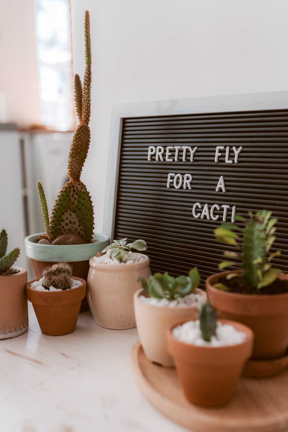funny plant home decor