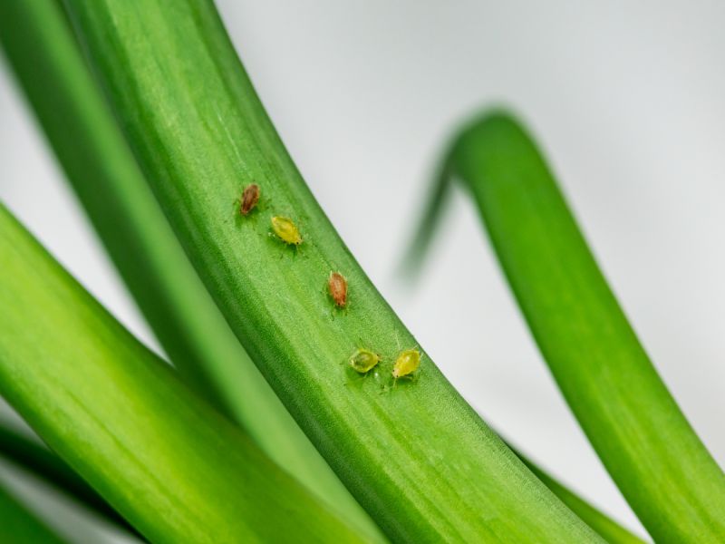 aphids pests on plant
