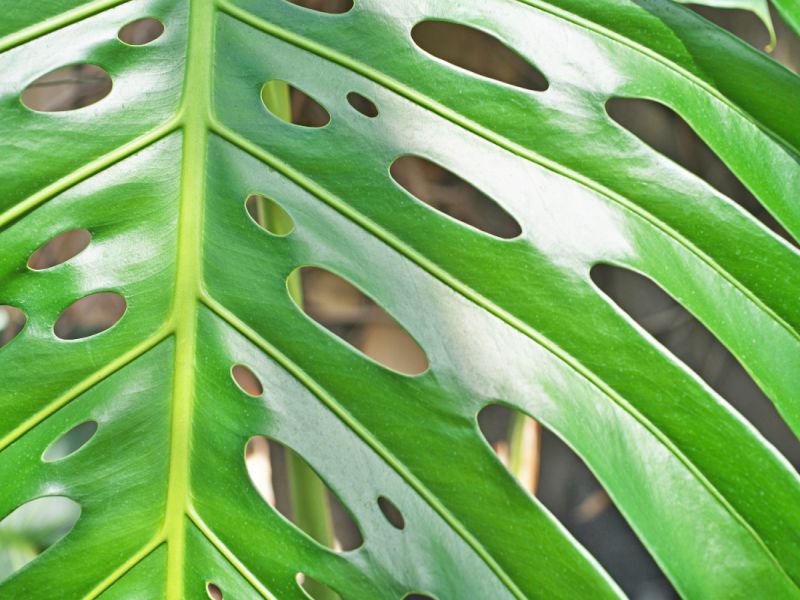 Monstera Deliciosa with large fenestration, there is both splitting on the leaf of the plant and holes inside of the leaf structure. Learn how to make your Monstera split its leaves in our plant care guide.