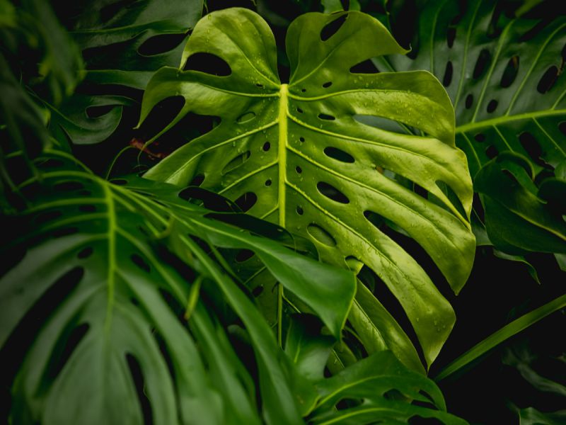 A new leaf on a Monstera Deliciosa in the wild that has a lot of fenestration, in other words, leaf splits. There are 5 easy ways to encourage your Monstera houseplant to produce more fenestrated leaves, learn how in our article.