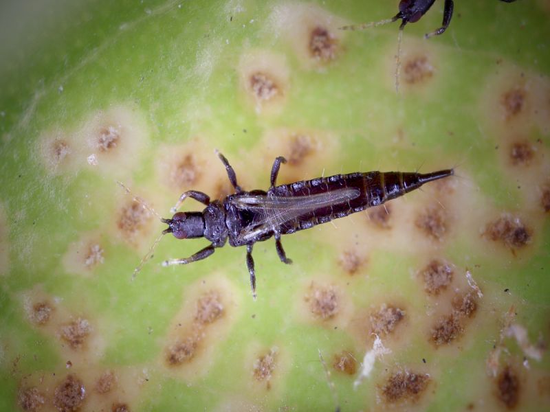 thrip adult dark pest on plant and houseplant damage