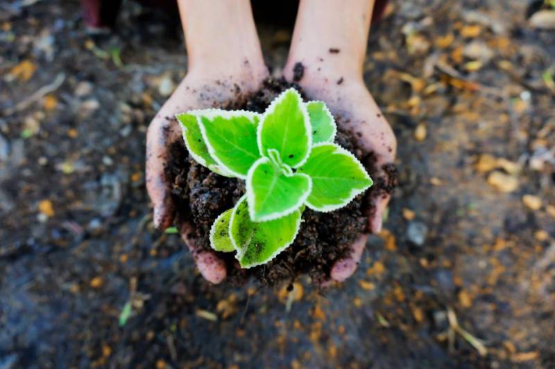 Seedlings and young plants benefit from sterile soil to prevent pests and diseases.