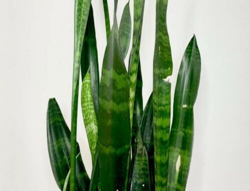 How to Fix Bent, Damaged and Broken Snake Plant Leaves
