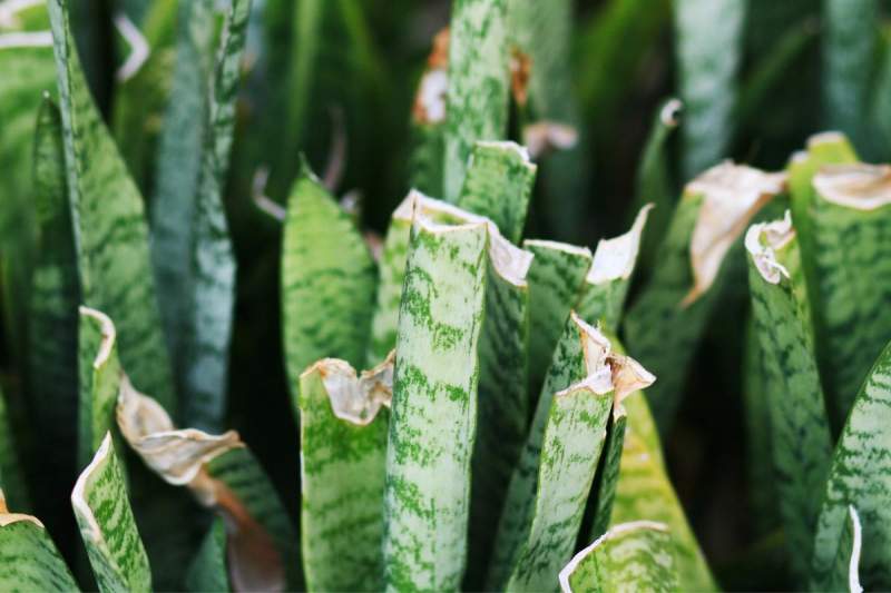 Snake plants with damaged leaves
