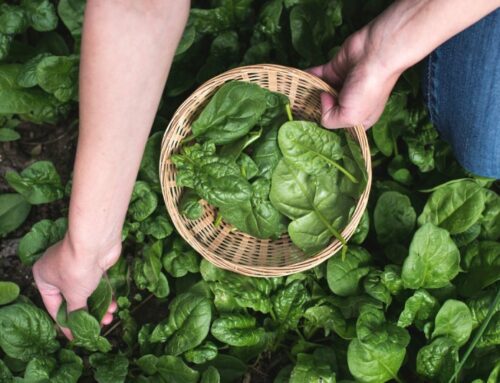 16 Best Spinach Companion Plants + 6 to Avoid