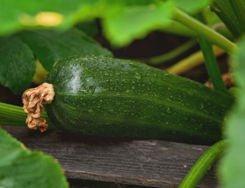 Zucchini with Powdery Mildew: Still edible or a complete NO go?