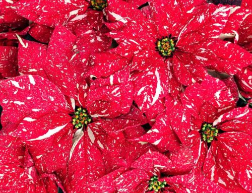 Poinsettia Care: 10 Expert Tips to Keep Your Christmas Star Alive